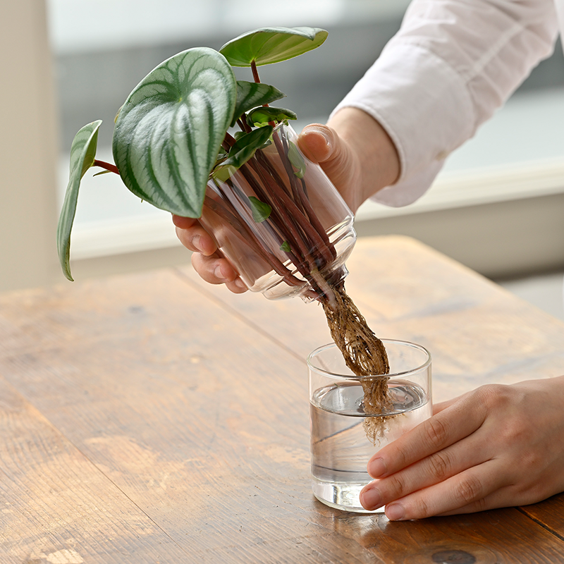 [Life with Glass Series] Glass Flower Vase